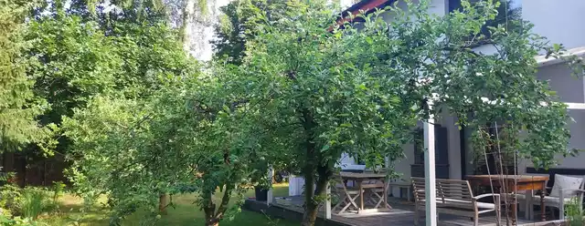 Dom na wynajem z dużym ogrodem